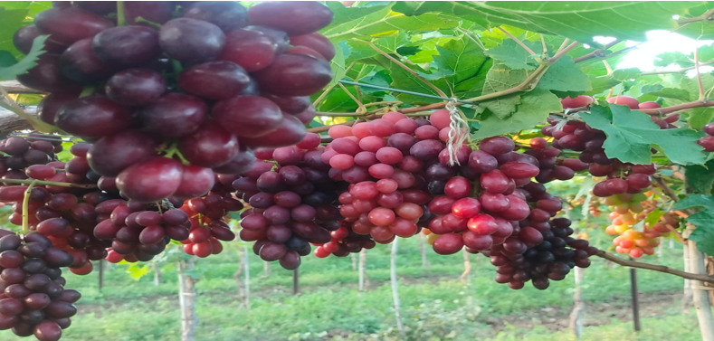 श्री. विलास विष्णू शिंदे