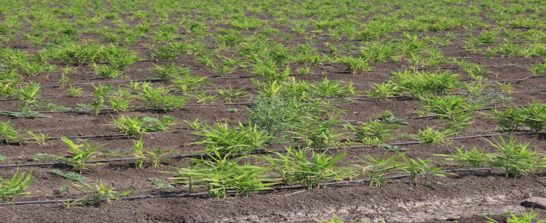 श्रीमत रंजना सचिन डांगे