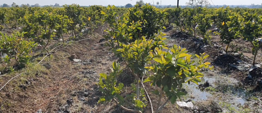 संयुक्त शेतीधारकश्री. कृष्णकांत वसंतराव रासकर