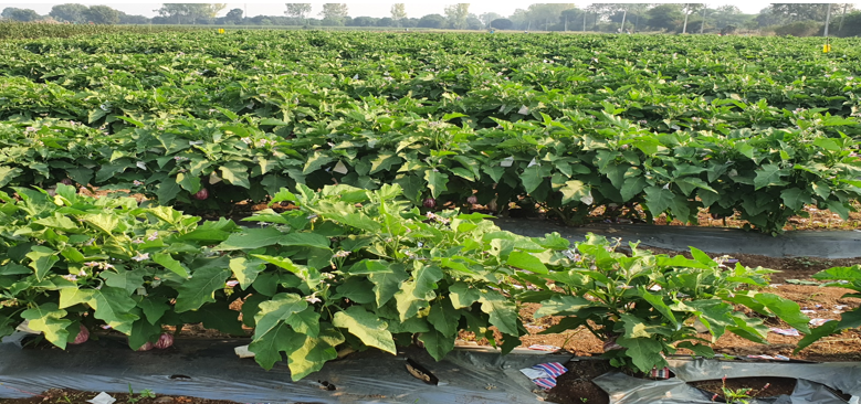 श्री. प्रभाकर उत्तमराव शिंदे