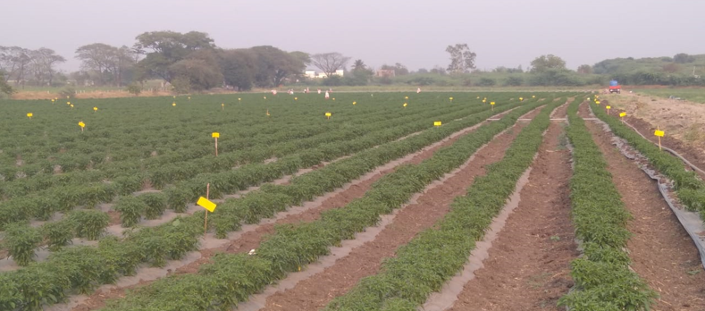 संयुक्त शेतीधारकश्री. नाथा पंडित राऊत