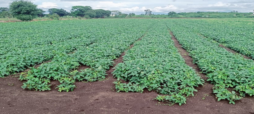 श्री. नाथा पंडित राऊत